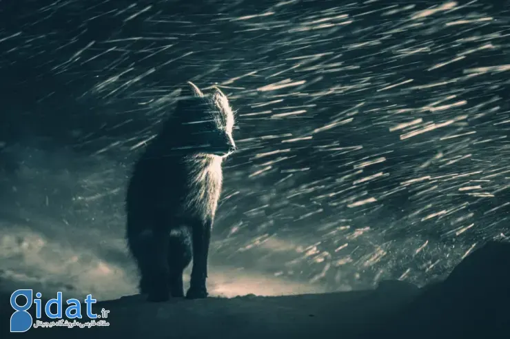 مسابقه عکاسی سونی ۲۰۲۶