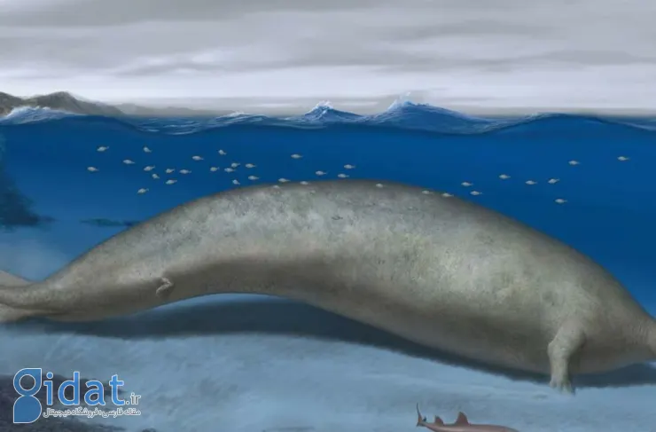 کشف نهنگ غول پیکر باستانی که می تواند سنگین ترین حیوان تاریخ باشد