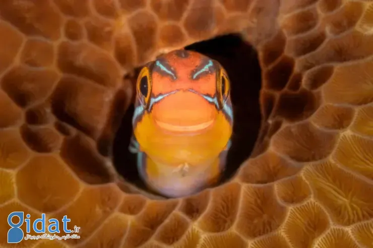 برندگان مسابقه عکاسی کمدی حیاتوحش نیکون ۲۰۲۵