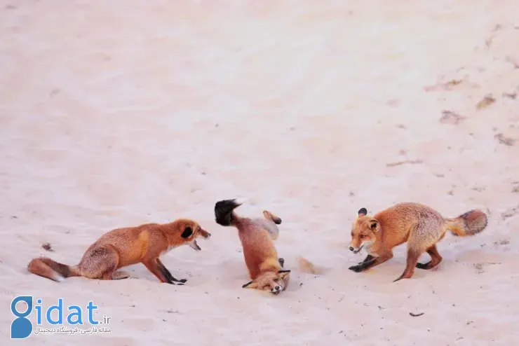 برندگان مسابقه عکاسی کمدی حیاتوحش نیکون ۲۰۲۵