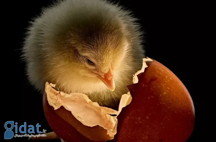 بهترین تصاویر نشنال جئوگرافیک در سال ۲۰۲۵، از حیات وحش گرفته تا دستاوردهای علمی، منتشر شد