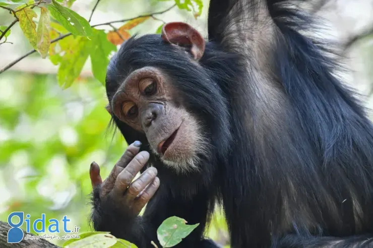 برندگان مسابقه عکاسی کمدی حیاتوحش نیکون ۲۰۲۵