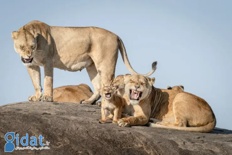 برندگان مسابقه عکاسی کمدی حیاتوحش نیکون ۲۰۲۵