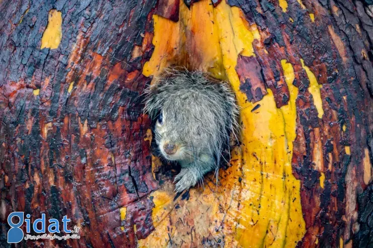 برندگان مسابقه عکاسی کمدی حیاتوحش نیکون ۲۰۲۵
