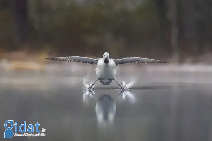 برندگان مسابقه عکاسی کمدی حیاتوحش نیکون ۲۰۲۵