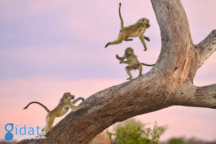 برندگان مسابقه عکاسی کمدی حیاتوحش نیکون ۲۰۲۵