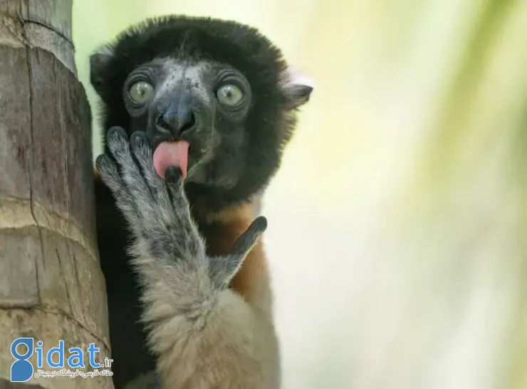 برندگان مسابقه عکاسی کمدی حیاتوحش نیکون ۲۰۲۵