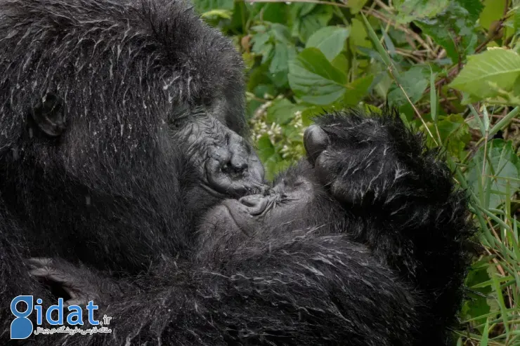 برندگان مسابقه عکاسی کمدی حیاتوحش نیکون ۲۰۲۵