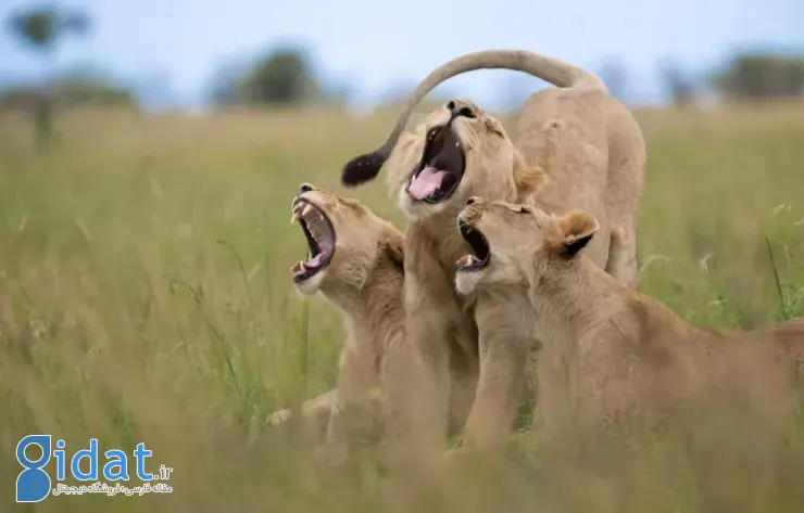 برندگان مسابقه عکاسی کمدی حیاتوحش نیکون ۲۰۲۵