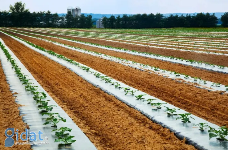 مطالعه جدید: آلودگی میکروپلاستیک‌ها حتی به فتوسنتز گیاهان آسیب می‌زند