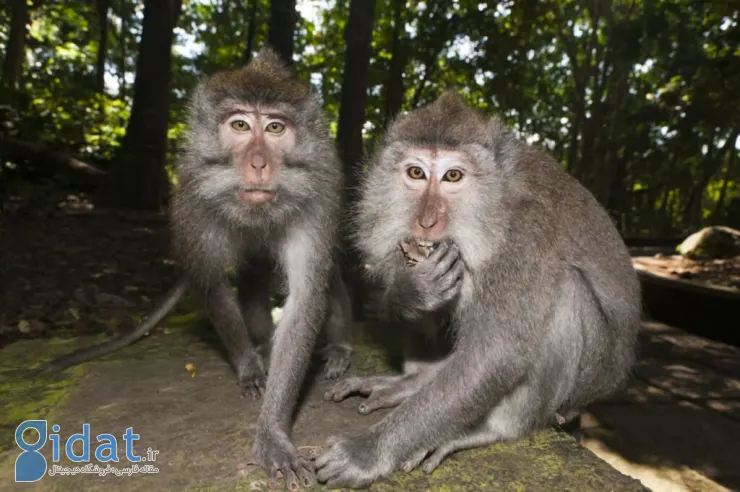 تحقیق جدید: میمون‌ها با پیوند کلیه اصلاح‌شده خوک‌ها تا 2 سال بیشتر عمر کردند