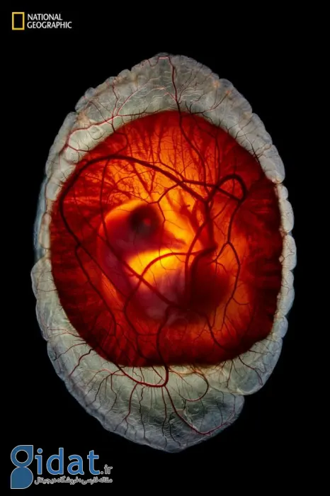 تصاویر ۲۰۲۵ نشنال جئوگرافیک 