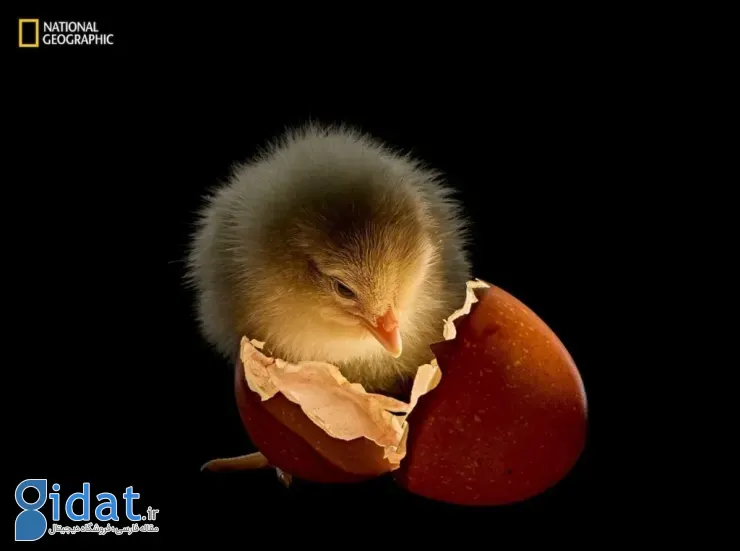 برترین تصاویر ۲۰۲۵ نشنال جئوگرافیک 