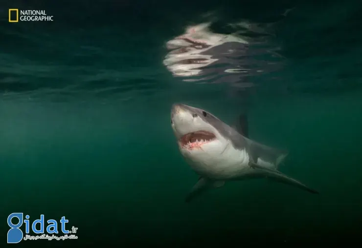 برترین تصاویر ۲۰۲۵ نشنال جئوگرافیک 