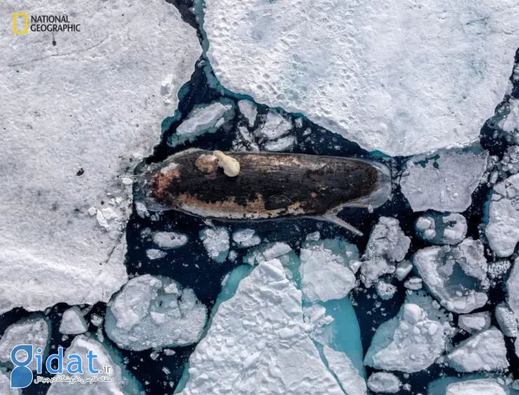 برترین تصاویر ۲۰۲۵ نشنال جئوگرافیک 