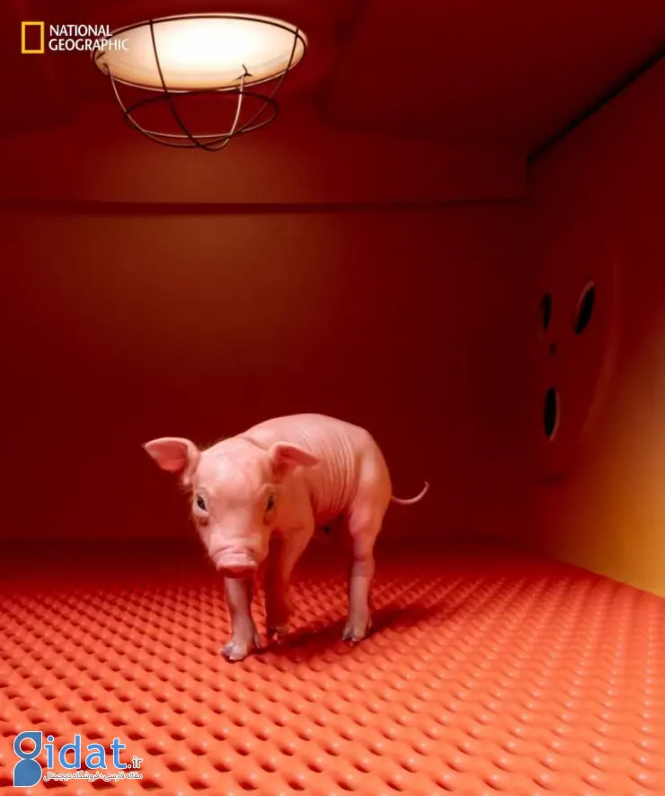 برترین تصاویر ۲۰۲۵ نشنال جئوگرافیک 