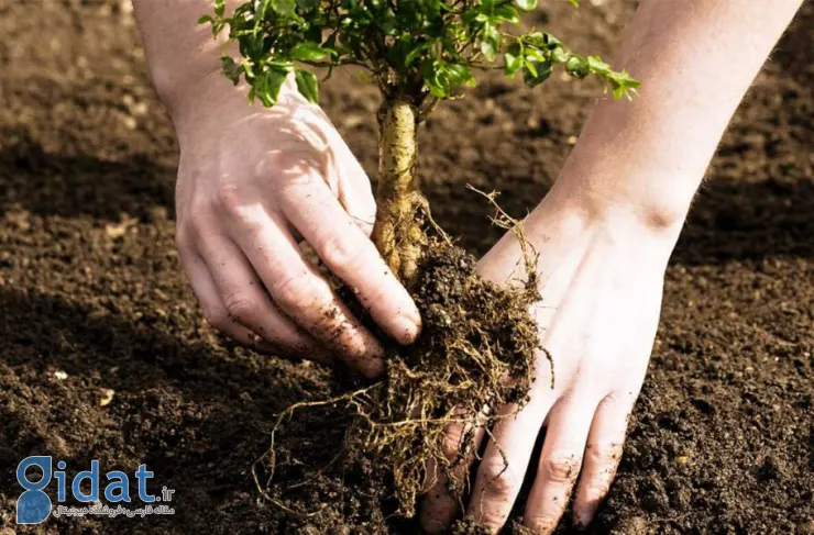 مطالعه جدید: کاشت درختان در مکان های نامناسب می تواند زمین را گرمتر کند
