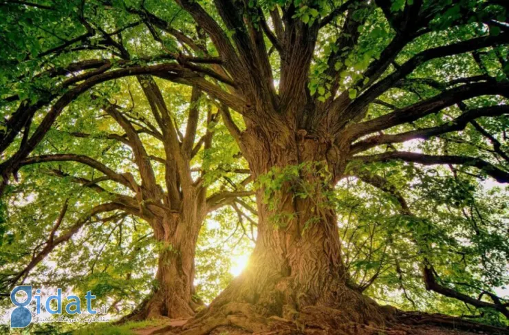 محققان: درختان برای نفس کشیدن با گرم شدن آب و هوا تلاش می کنند