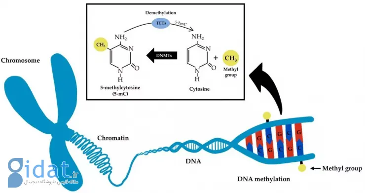 فرایند متیله‌شدن DNA