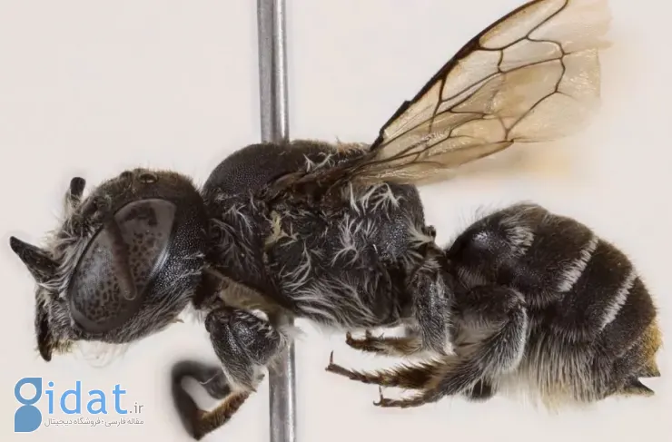 حشره شیطانی؛ گونه جدیدی از زنبور لوسیفر در غرب استرالیا کشف شد