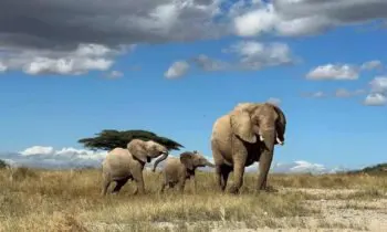 تحقیقات جدید: فیل ها یکدیگر را به نام صدا می زنند