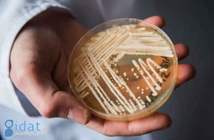 شیوع یک بیماری قارچی کشنده در آمریکا؛ محققان در مورد مقاومت دارویی نگران هستند