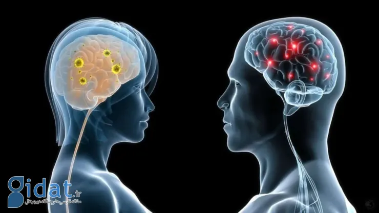 تغییرات مغز زنان و مردان