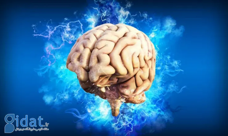 پژوهش جدید: شکل مغز می‌تواند روی رفتار و افکار ما اثر شگفت‌آوری داشته باشد