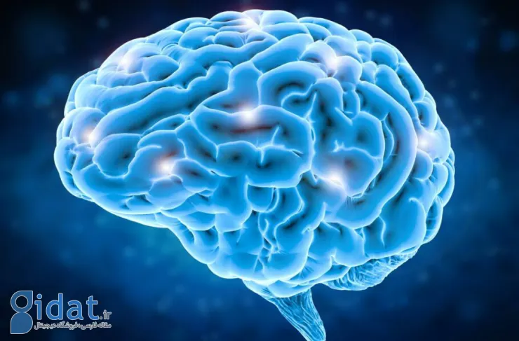 تحقیقات جدید: شکل مغز می تواند تاثیر شگفت انگیزی بر رفتار و افکار ما داشته باشد