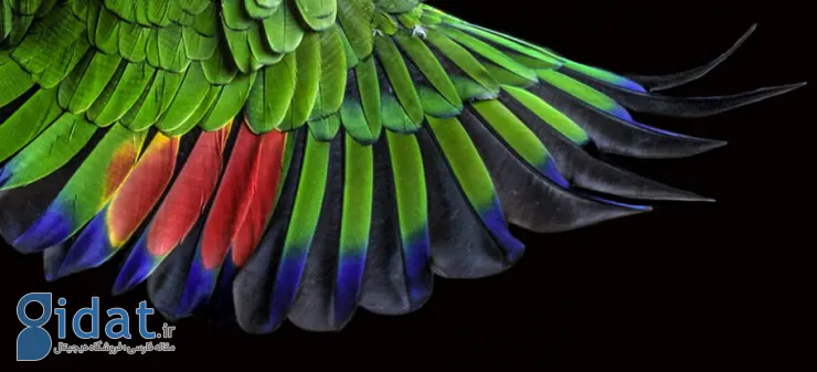 دانشمندان یک الگوی باستانی را کشف کرده اند که در پر پرندگان پنهان شده است