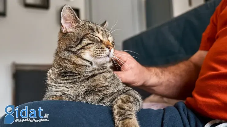 نوازش گربه