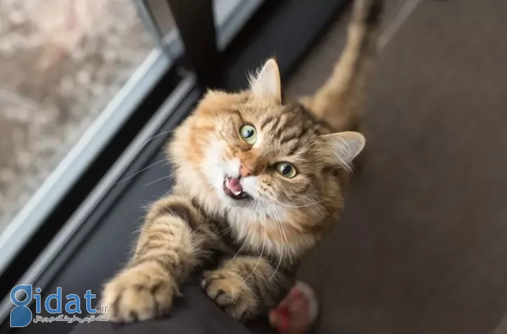 مطالعه جدید: گربه‌ها بیشتر برای مردان میومیو می‌کنند تا زنان