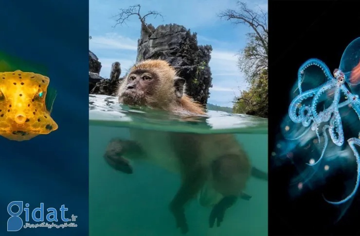 برندگان مسابقه عکاسی زیر آب 2023 مشخص شدند. میمون های شنا و اختاپوس بیگانه