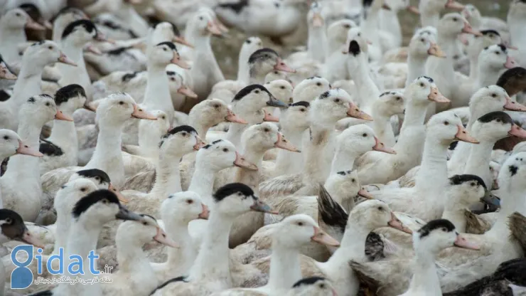 فرانسه میلیون‌ها اردک را با هدف مقابله با آنفولانزای پرندگان واکسینه می‌کند