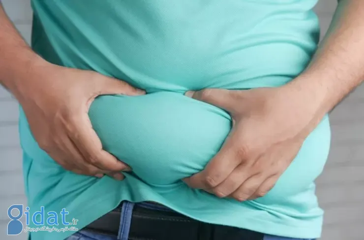 تحقیقات جدید: چربی ناشی از چاقی ممکن است خطر ابتلا به آلزایمر را افزایش دهد