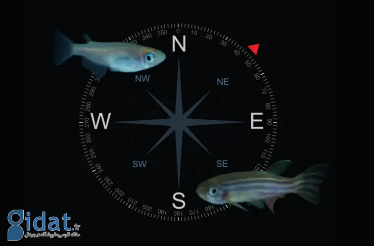 دانشمندان فسیل‌های مغناطیسی از موجودی ناشناخته کشف کرده‌اند که نوعی GPS داخلی داشته است