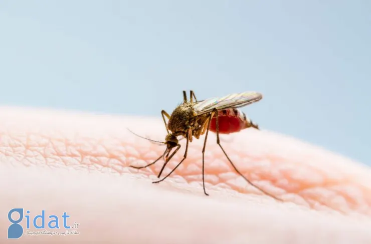پژوهش جدید: استفاده از صابون می‌تواند پوست شما را برای پشه‌ها جذاب‌تر کند