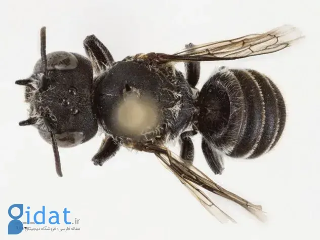 زنبور لوسیفر