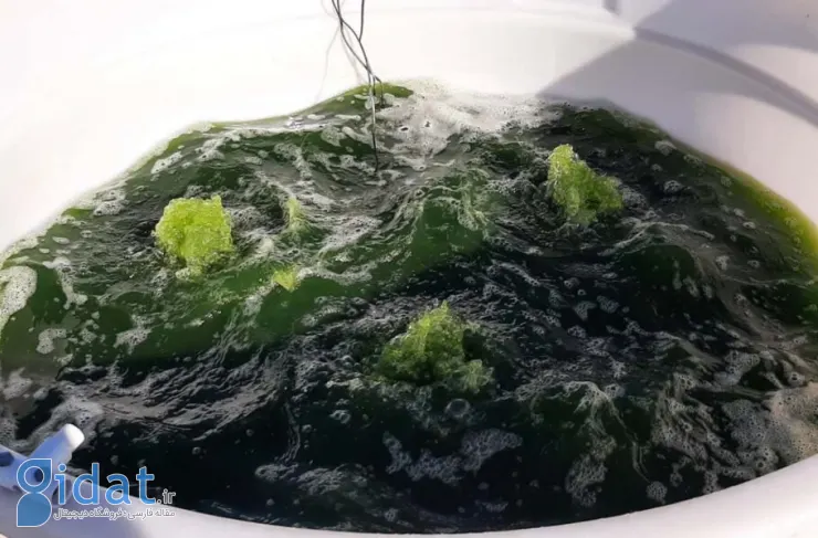 این جلبک می‌تواند دی‌اکسید‌کربن را به سوخت و پلاستیک تجزیه‌پذیر تبدیل کند