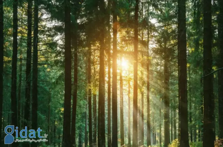 دانشمندان با اصلاح ژنتیک درختان، چوب پایدارتری تولید کردند