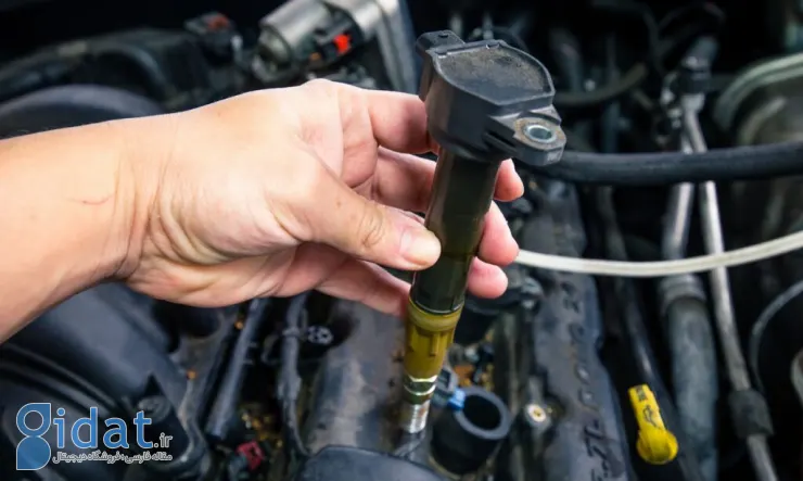 یک کوئل از نمای نزدیک