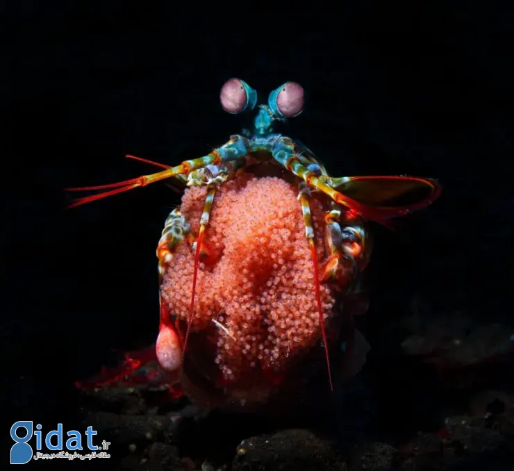 مسابقه عکاسی اقیانوسیه ۲۰۲۵