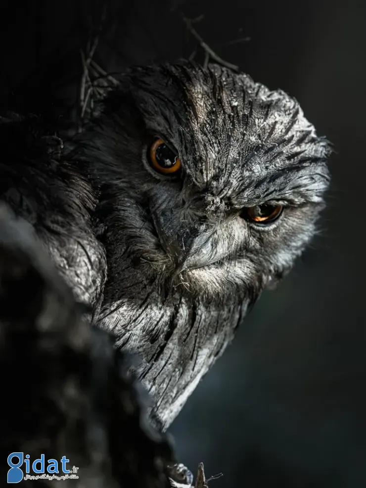 مسابقه عکاسی اقیانوسیه ۲۰۲۵