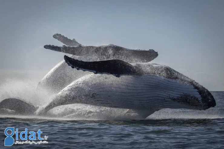 مسابقه عکاسی اقیانوسیه ۲۰۲۵