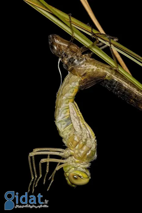 مسابقه عکاسی اقیانوسیه ۲۰۲۵