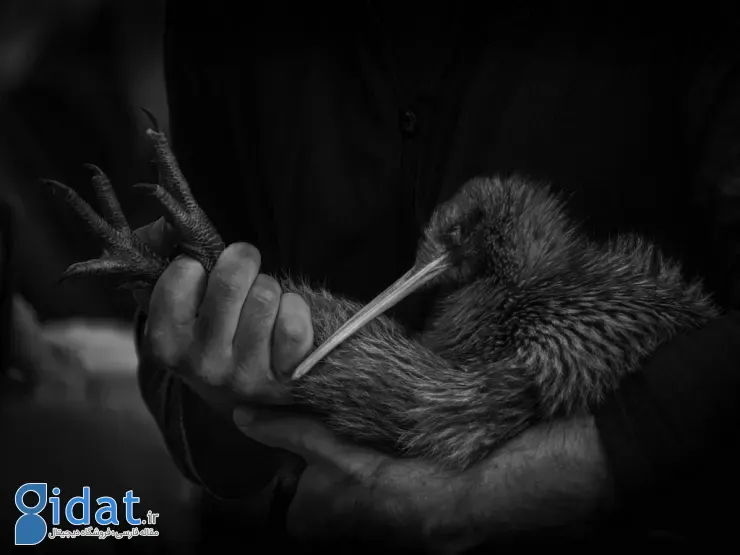 مسابقه عکاسی اقیانوسیه ۲۰۲۵