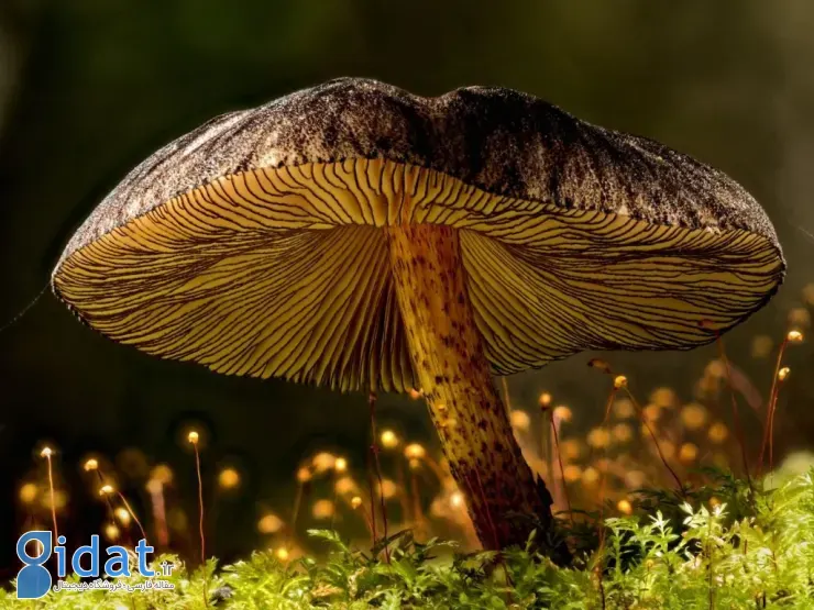 مسابقه عکاسی اقیانوسیه ۲۰۲۵