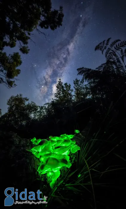 مسابقه عکاسی اقیانوسیه ۲۰۲۵