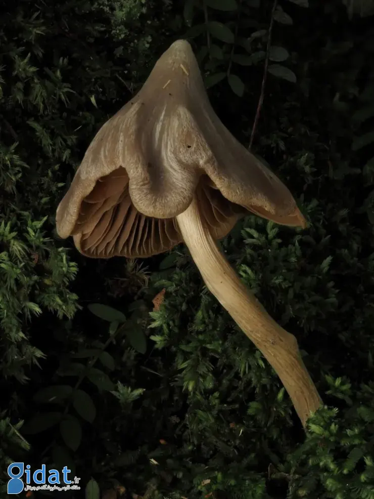 مسابقه عکاسی اقیانوسیه ۲۰۲۵