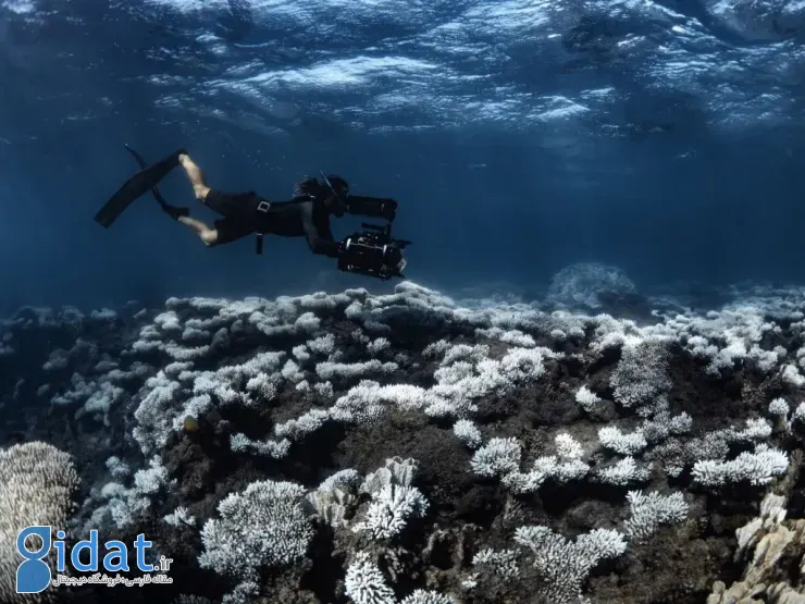 مسابقه عکاسی اقیانوسیه ۲۰۲۵